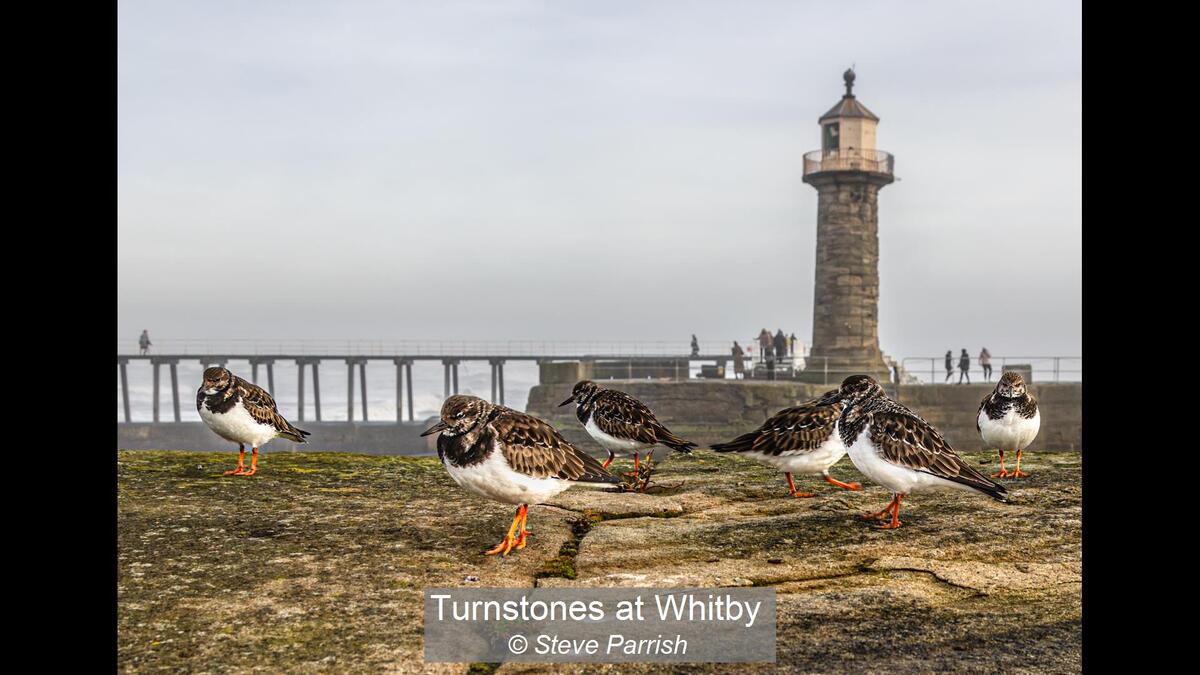 Turnstones at Whitby